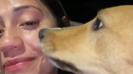 Illustration : Un « ange gardien » canin sort de nulle part pour sécher les larmes d’une femme qui pleurait dans la rue (vidéo)