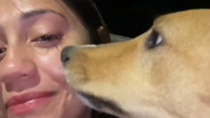 Illustration : Un « ange gardien » canin sort de nulle part pour sécher les larmes d’une femme qui pleurait dans la rue (vidéo)