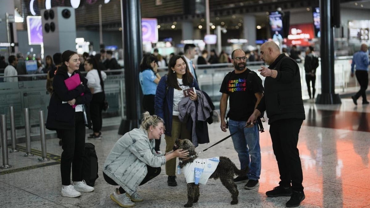 Illustration : "Cet aéroport international a embauché 5 nouvelles recrues à 4 pattes pour leur confier une mission spéciale auprès de certains passagers (vidéo)"