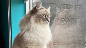 Illustration : Ce chat Sibérien a une adorable technique pour tenter de convaincre une mouche de devenir son amie (vidéo)