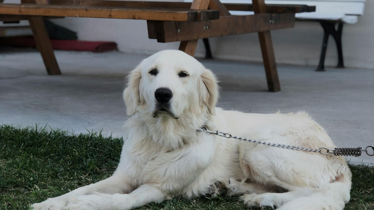 Illustration : "Son nouveau voisin lui demande de changer le nom de son chien pour une raison incompréhensible"