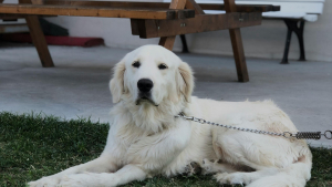 Illustration : Son nouveau voisin lui demande de changer le nom de son chien pour une raison incompréhensible