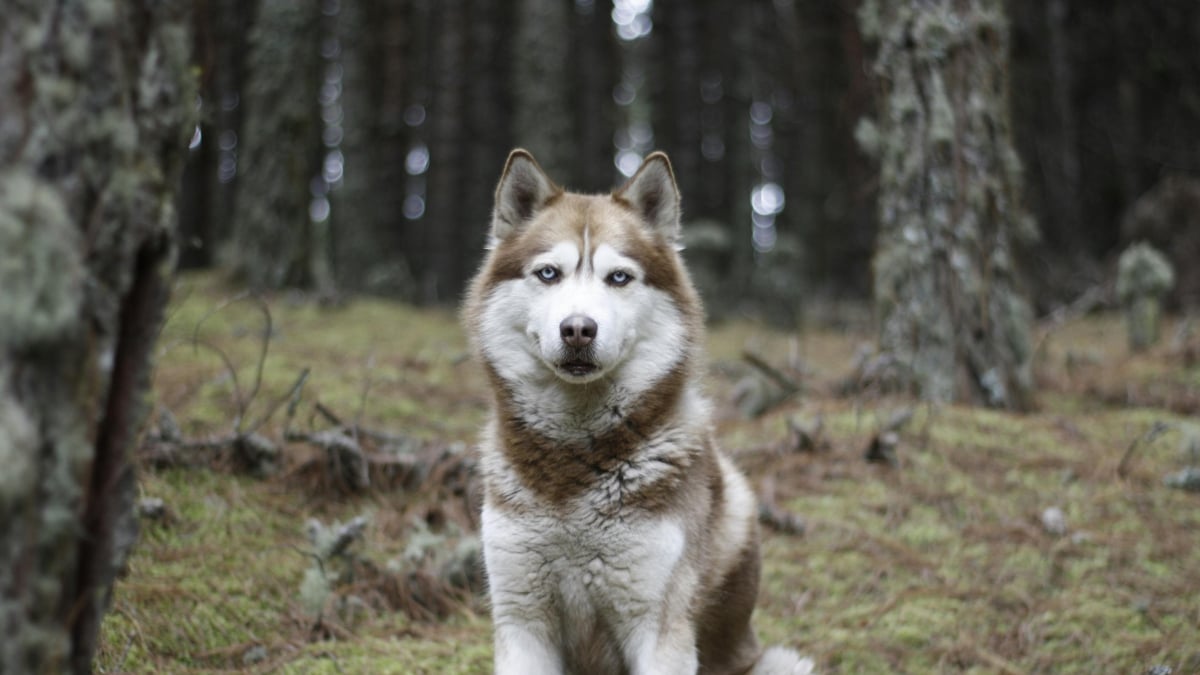 Illustration : "Après avoir échappé à la surveillance de ses maîtres, un Husky part dans la nature et risque sa vie pour se lier d’amitié avec des animaux sauvages réputés dangereux (vidéo)"