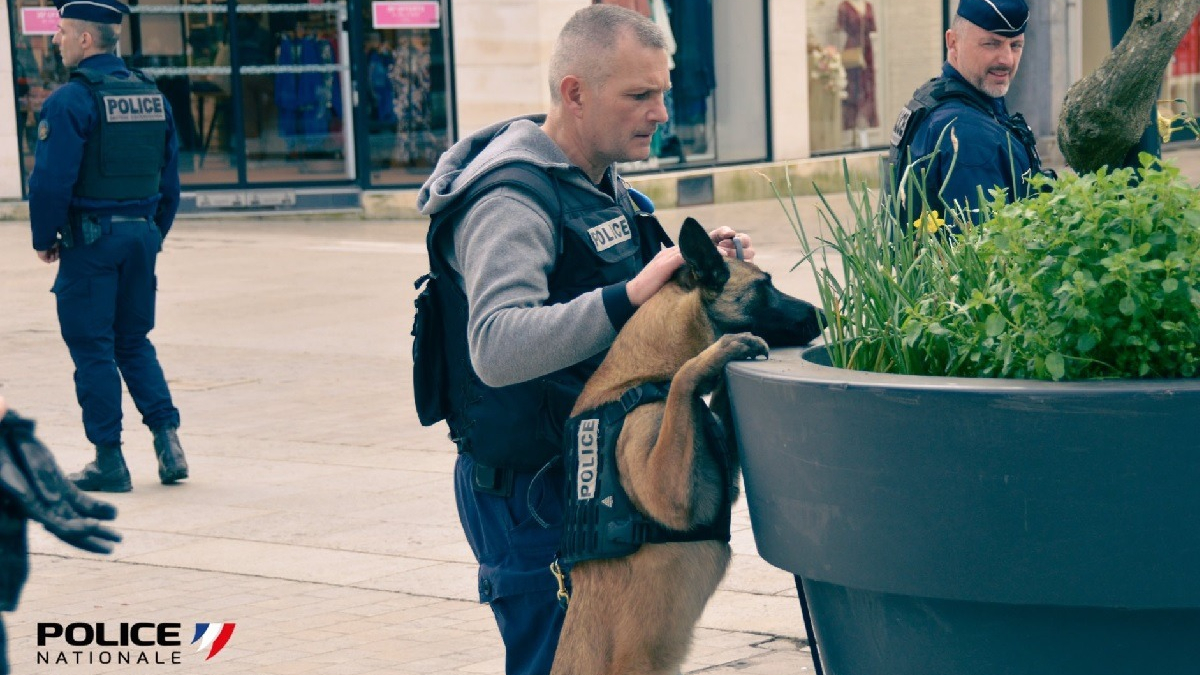 Illustration : "L'oubli coûteux d'un passant face au nez expert d'un chien policier détecteur de stupéfiants"