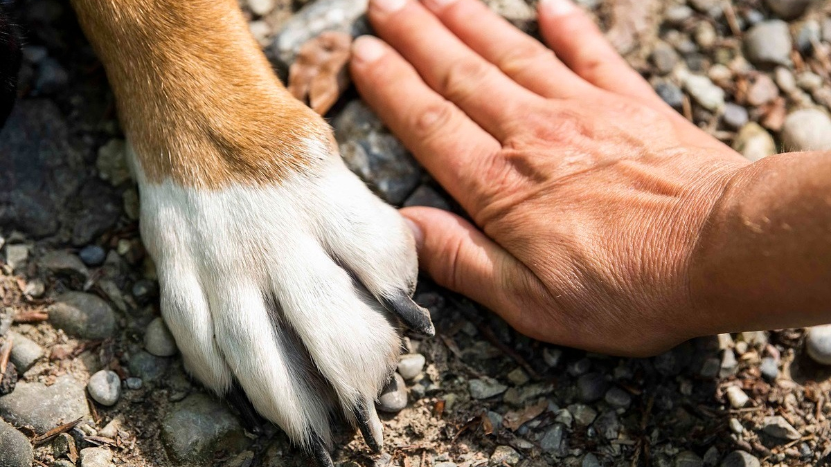 Illustration : "Pourquoi est-ce utile de souscrire à une assurance chien ?"