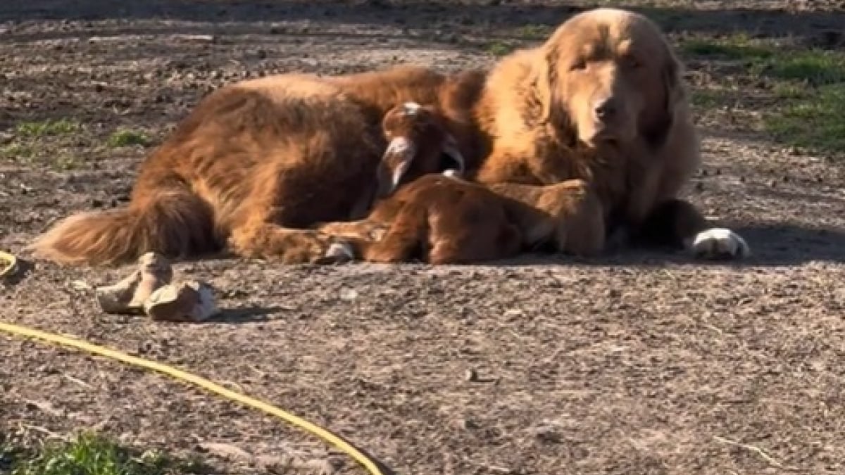 Illustration : "Cette chienne de garde redoutable s'est donnée une mission en croisant un chevreau (vidéo)"