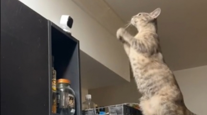 Illustration : Ce chat à qui la maîtresse manque terriblement monte sur le réfrigérateur et agite les pattes pour une raison émouvante (vidéo)