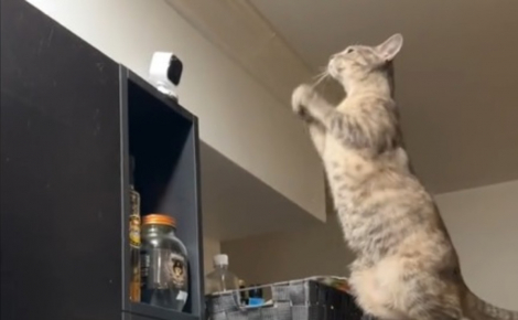 Ce chat à qui la maîtresse manque terriblement monte sur le réfrigérateur et agite les pattes pour une raison émouvante (vidéo)