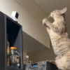 Illustration : Ce chat à qui la maîtresse manque terriblement monte sur le réfrigérateur et agite les pattes pour une raison émouvante (vidéo)