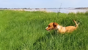 Illustration : Cette petite chienne Podenco peut remercier sa maîtresse d’emporter toujours une trousse de premiers soins lors de leurs promenades (vidéo)