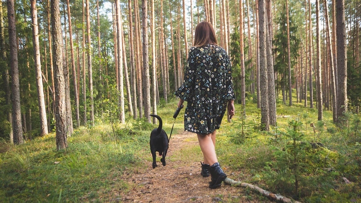 Illustration : "A partir de ce lundi 15 avril, promener votre chien en forêt sans laisse pourrait vous coûter cher"
