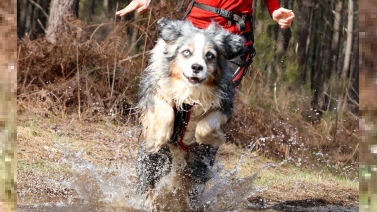 Illustration : "Cani Ninja, une course d'obstacles unique pour renforcer la complicité entre chiens et maîtres vous donne rendez-vous en Dordogne les 25 et 26 mai"