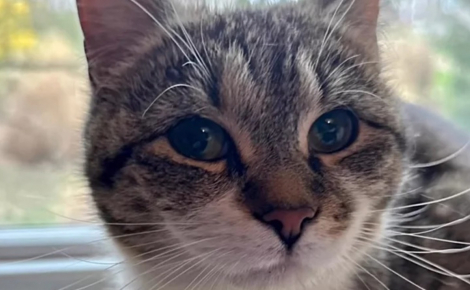 Une chatte errante ayant trouvé refuge sous un porche révèle à sa famille d'accueil une merveilleuse surprise le lendemain de son arrivée