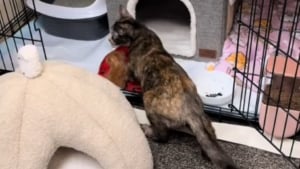 Illustration : "La magnifique réaction d'une maman chat découvrant un chaton orphelin au refuge alors qu'elle a déjà 6 bouches à nourrir (vidéo)"
