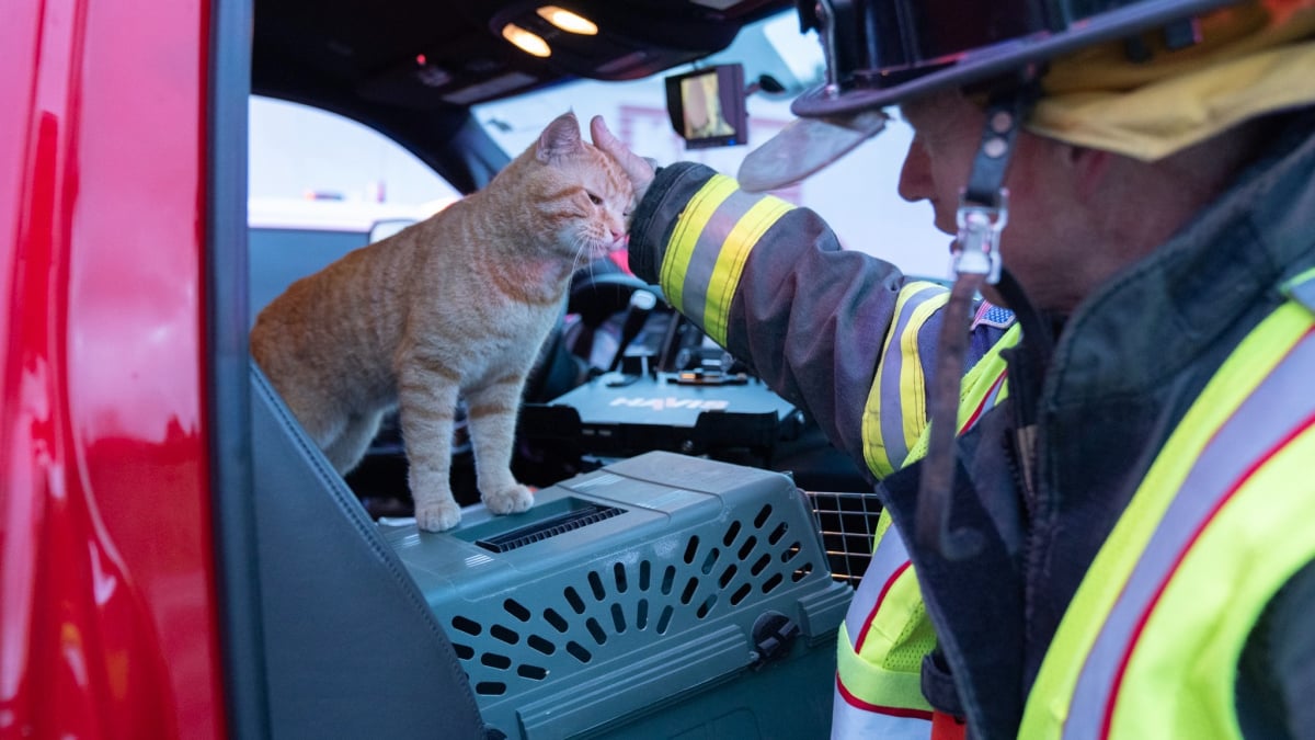 Illustration : "Après avoir aidé les pompiers lors d’un accident, ce chat errant et serviable reçoit une récompense inestimable"