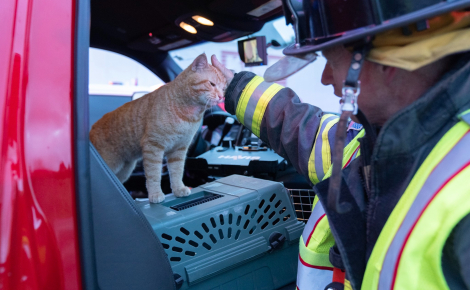 Après avoir aidé les pompiers lors d’un accident, ce chat errant et serviable reçoit une récompense inestimable