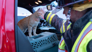 Illustration : Après avoir aidé les pompiers lors d’un accident, ce chat errant et serviable reçoit une récompense inestimable