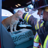 Illustration : Après avoir aidé les pompiers lors d’un accident, ce chat errant et serviable reçoit une récompense inestimable