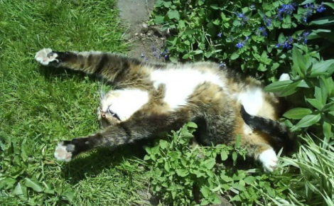 15 photos de chats pris en flagrant délit d’abus d’herbe à chat