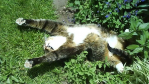 Illustration : "15 photos de chats pris en flagrant délit d’abus d’herbe à chat"