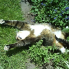 Illustration : 15 photos de chats pris en flagrant délit d’abus d’herbe à chat
