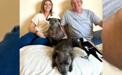 La famille de Peggy la chienne et son amie pie a une excellente nouvelle à annoncer après leur séparation
