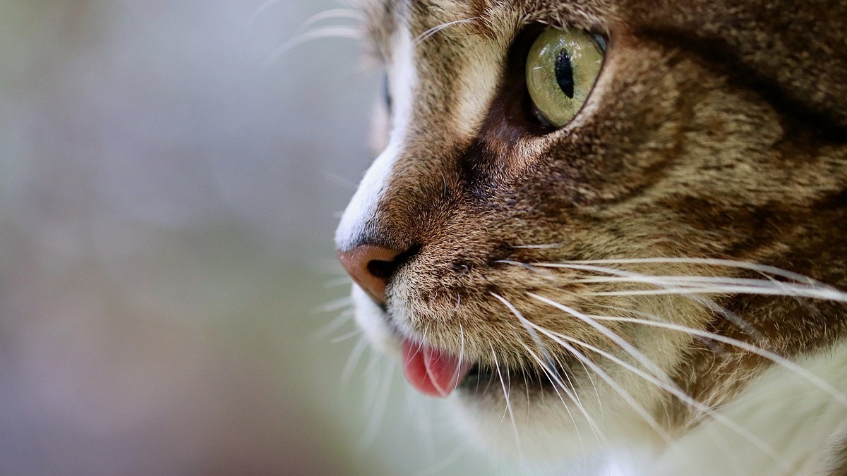 Illustration : "Abreuvoirs intelligents et friandises hydratantes, découvrez les solutions Catit pour inciter votre chat à boire à l'approche des beaux jours"