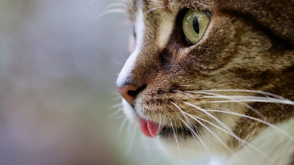 Illustration : Abreuvoirs intelligents et friandises hydratantes, découvrez les solutions Catit pour inciter votre chat à boire à l'approche des beaux jours