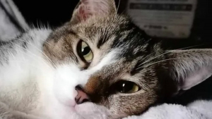 Illustration : Ce chat reconnaissant d'avoir été sauvé de l'errance revient de ses promenades quotidiennes avec d'improbables cadeaux pour son humaine