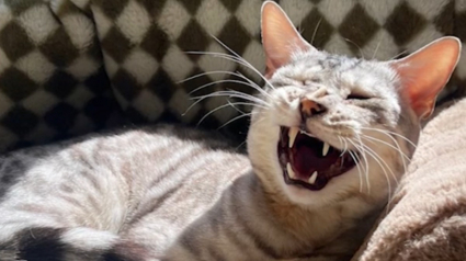 Illustration : Le saut record réalisé par un chat surpris par son congénère lui vaut le surnom de "Michael Jordan félin" (vidéo)