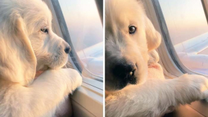 Illustration : "16 photos de chats ou de chiens pas comme les autres lors de leur voyage en avion"