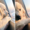 Illustration : 16 photos de chats ou de chiens pas comme les autres lors de leur voyage en avion