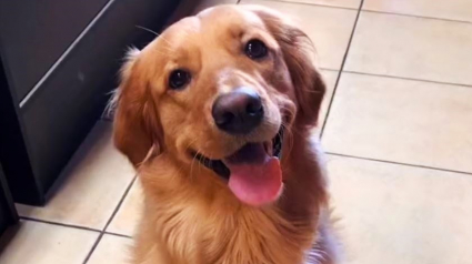 Illustration : Ce Golden Retriever a trouvé un moyen astucieux d'utiliser les griffes du chat de la famille à son avantage (vidéo)