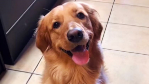 Illustration : Ce Golden Retriever a trouvé un moyen astucieux d'utiliser les griffes du chat de la famille à son avantage (vidéo)
