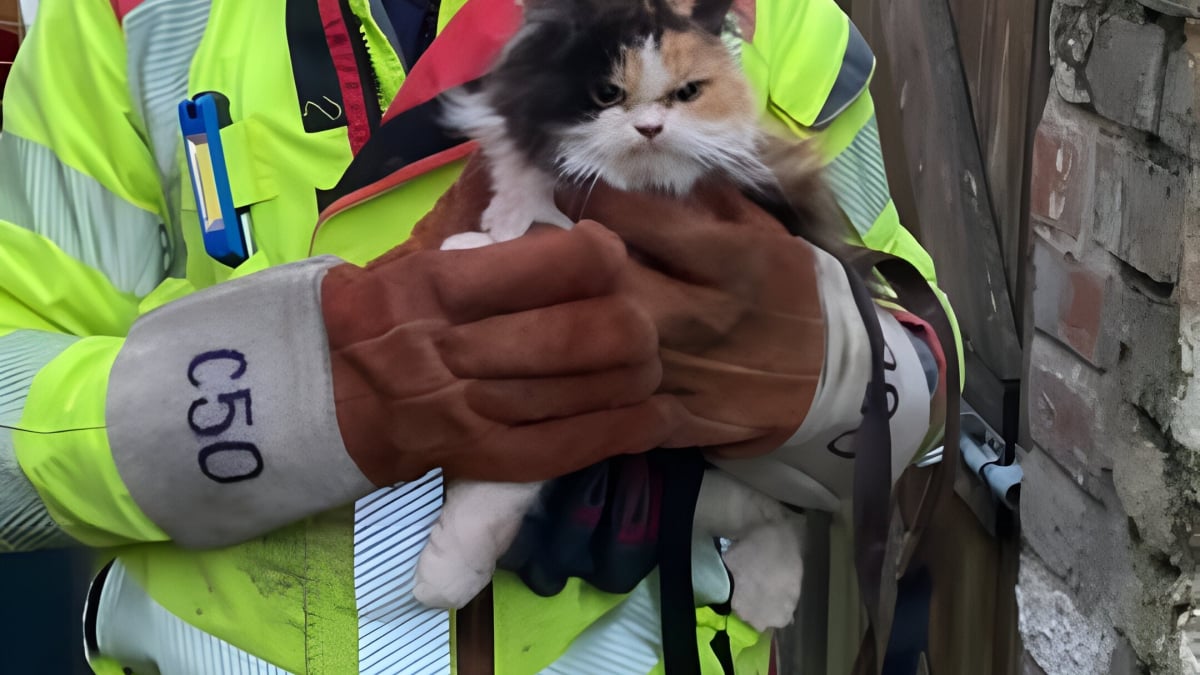 Illustration : "Ce chat n’a pas eu la réaction attendue après avoir été sauvé d’une situation périlleuse "