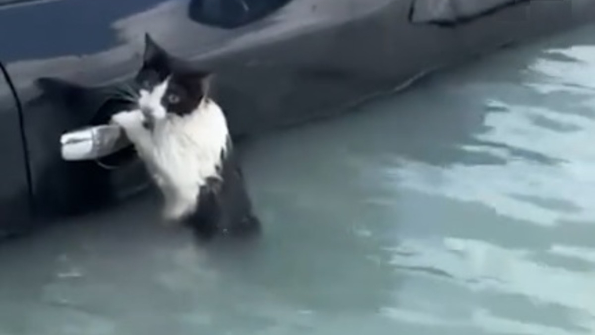 Illustration : "Un chat s'accroche désespérément à la poignée de porte d'une voiture pour survivre à des inondations sans précédent (vidéo)"