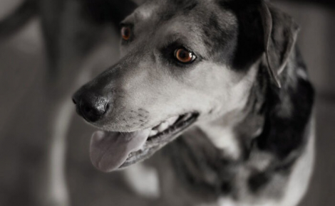 13 photos qui montrent que les chiens sont capables d'avoir des expressions humaines