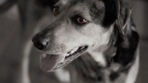Illustration : 13 photos qui montrent que les chiens sont capables d'avoir des expressions humaines