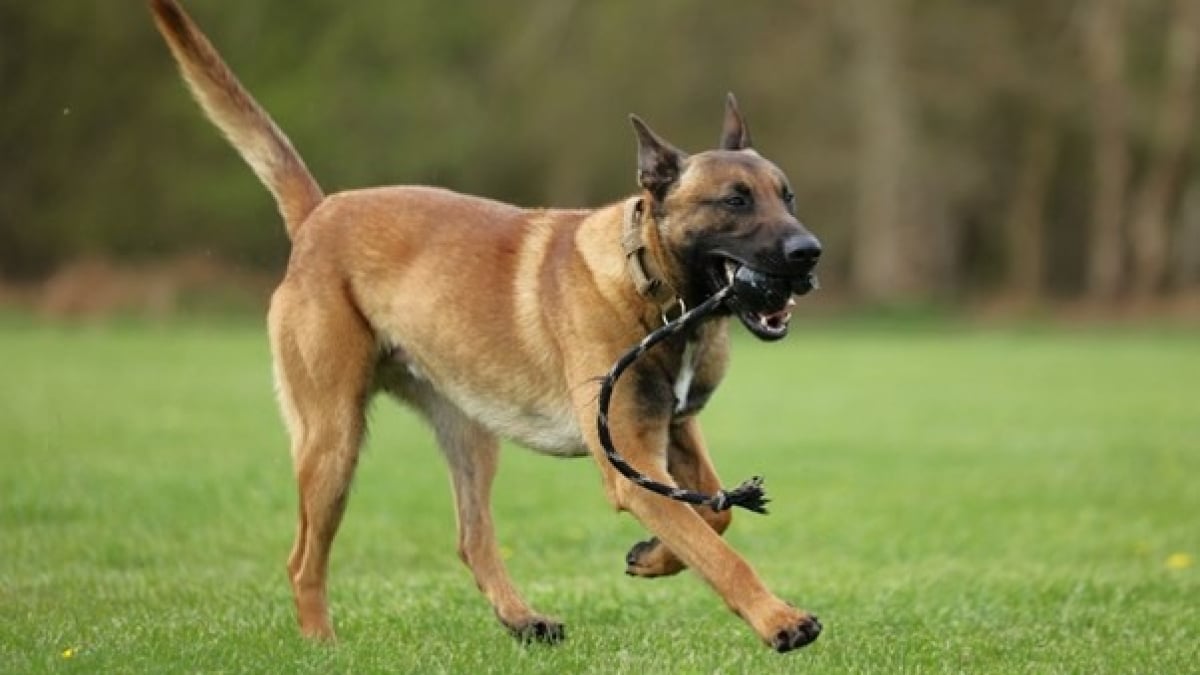 Illustration : "Ébranlé par la vie, ce chien trouve un second souffle en livrant toutes ses forces intégrer les services de police"