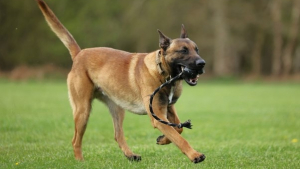 Illustration : Ébranlé par la vie, ce chien trouve un second souffle en livrant toutes ses forces intégrer les services de police