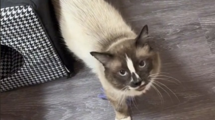 Illustration : La vidéo émouvante d'un chat qui vit ses premières minutes de liberté et de bonheur après avoir été détenu dans une cage