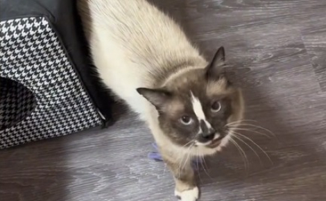 La vidéo émouvante d'un chat qui vit ses premières minutes de liberté et de bonheur après avoir été détenu dans une cage