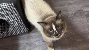 Illustration : La vidéo émouvante d'un chat qui vit ses premières minutes de liberté et de bonheur après avoir été détenu dans une cage