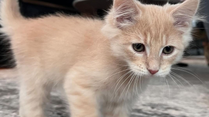 Illustration : L'accessoire insolite d’un chaton qui découvre la fièvre du samedi du soir et offre un quart d'heure de folie mémorable (vidéo)