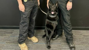 Illustration : La bénévole s'occupant d'un chien sauvé de l'errance comprend qu'elle tient la perle rare et en parle à son mari policier