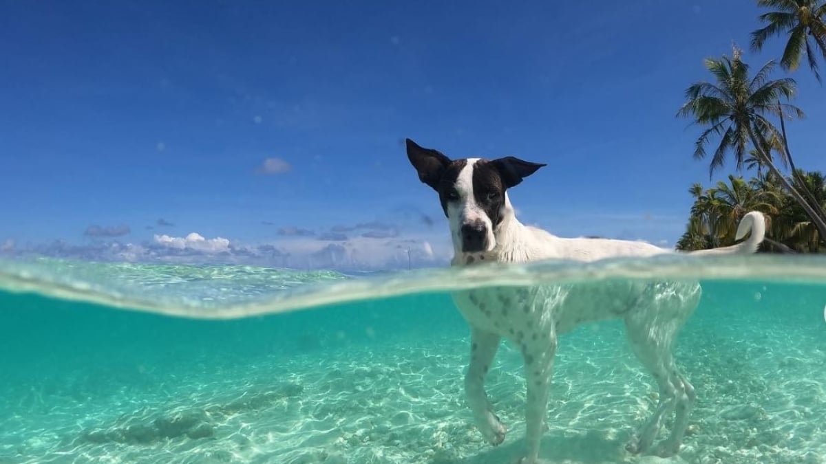 Illustration : "Lors de ses baignades sur une plage paradisiaque, cette chienne joue avec de redoutables amis (vidéo)"