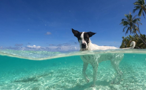 Lors de ses baignades sur une plage paradisiaque, cette chienne joue avec de redoutables amis (vidéo)