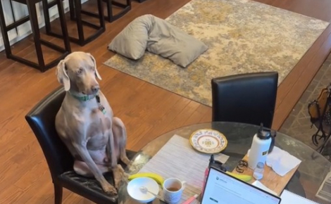 À force de voir ses humains s’attabler, ce chien hilarant agit par mimétisme (vidéo)
