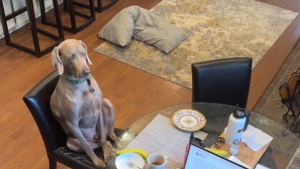 Illustration : À force de voir ses humains s’attabler, ce chien hilarant agit par mimétisme (vidéo)