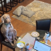Illustration : À force de voir ses humains s’attabler, ce chien hilarant agit par mimétisme (vidéo)